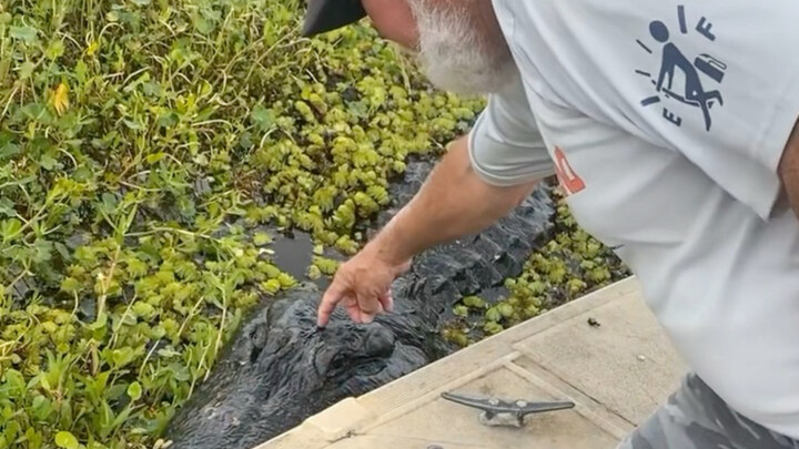 Feeding the big crocodile meat—midday is just perfect~