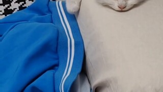 Anak kucing siapa yang tidur seperti ini? !