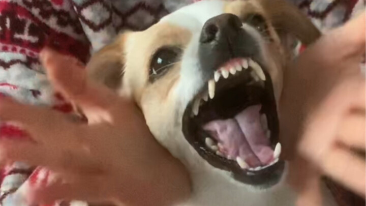 这应该是朵食人花吧