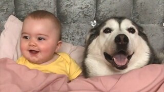 [Millie]: Con tôi và husky của tôi là bạn thân từ nhỏ, tôi có thể xem cái này cả ngày~