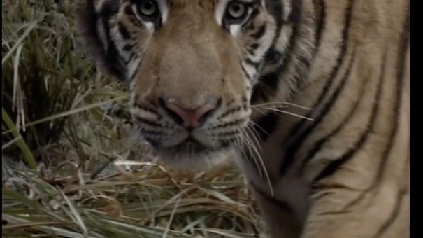 Tahukah Anda siapa orang terkuat dalam Zaman Tiga Kerajaan?