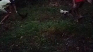 alimbuyugin amin jan. kakalhati lang manok namen pero nabulag ata kalaban sa dilim eh HAHAHA