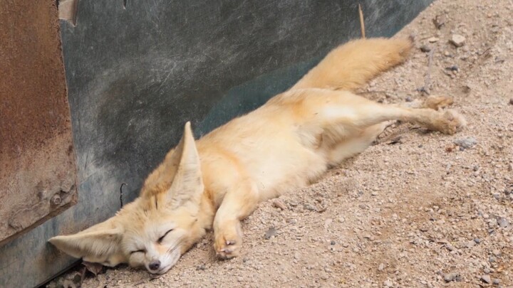 This fancy little fennec fox always makes sure its bed is nice and cozy before bedtime, and it clear