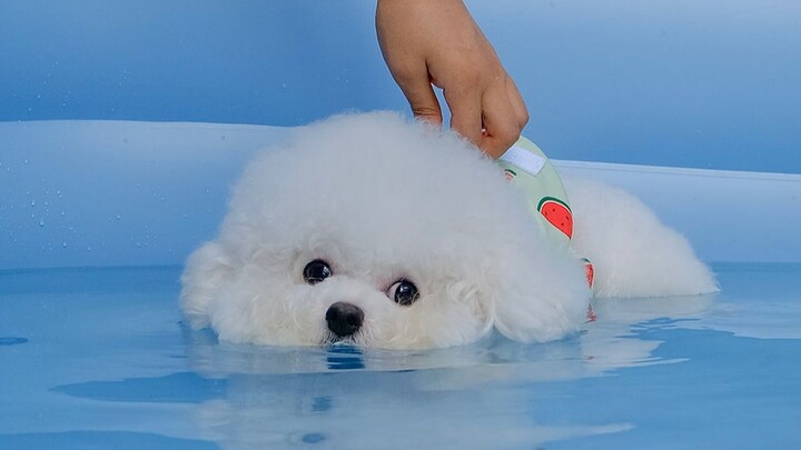 Anak Anjing Berenang Pertama Kalinya - Seperti Kapas Menyerap Air