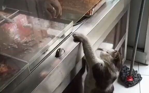 Cat: Boss, help me grab this.