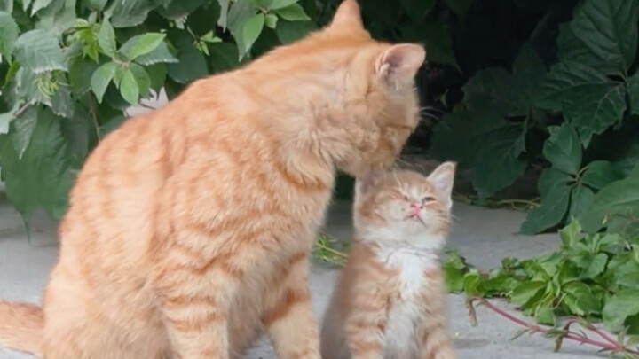 ครั้งแรกที่เห็นคุณพ่อแมวนำลูกไปด้วย