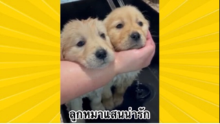 สัตว์เลี้ยงเพื่อนขนปุย : ลูกหมาแสนน่ารัก