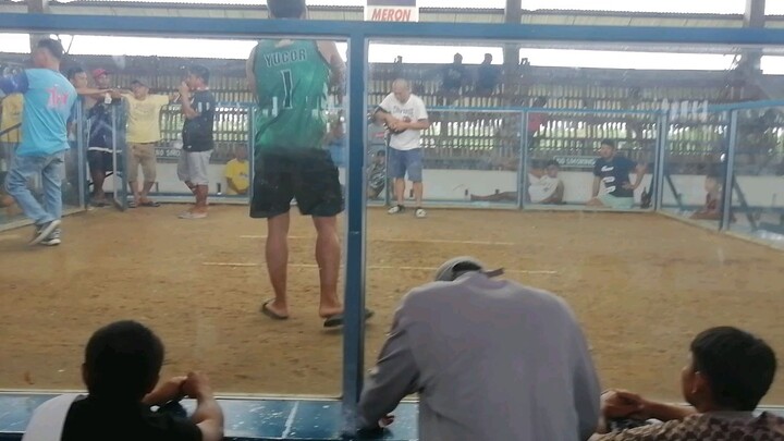 My 8 months white hinnie vs 3 years old alimbuyogin. Win po tayu mga lods 💪👍