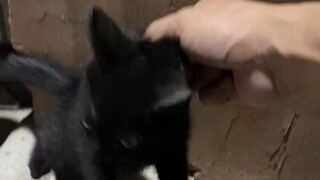 The cat person just got laid off by the company, and on the way to dinner, ran into a completely bla