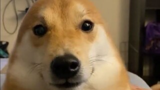 What kind of magical species is this?