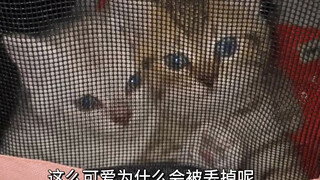 How can someone possibly abandon such an adorable cat??