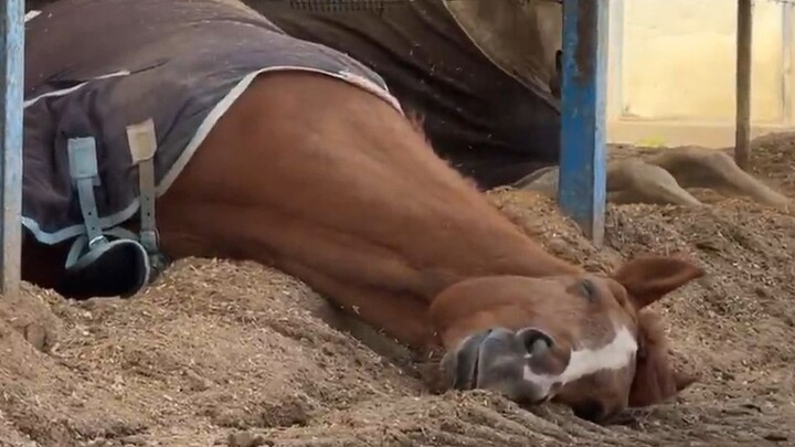 The sleeping Mama Worm