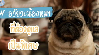 4 อวัยวะน้องหมาที่ต้องดูแลเป็นพิเศษ SudPad-Dog