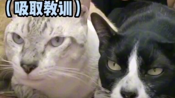 Terlihat semua sangat serius #lucu #kucing