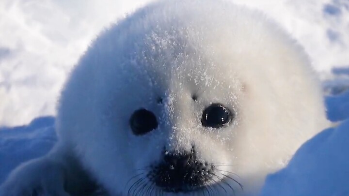 Because they are so cute, every time they meet tourists and scientific researchers in the Arctic, th