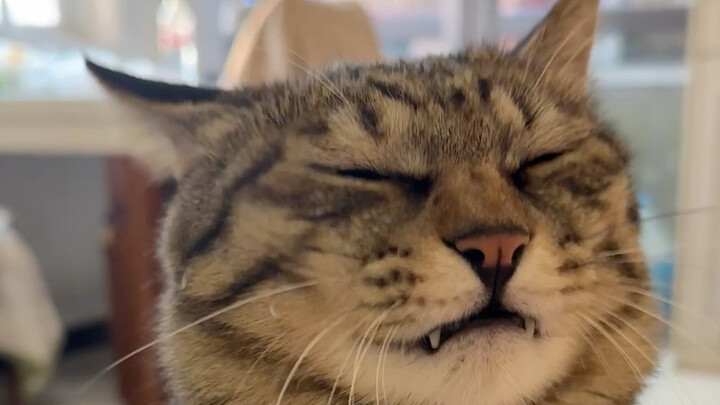 Saya telah mengembangkan suara meong model baru — suara meong bergelombang!