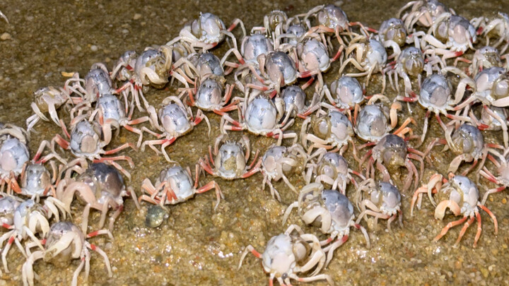 Setelah satu tahun lamanya, hari ini aku kembali pergi mencari kepiting pasir di tepi laut untuk dib