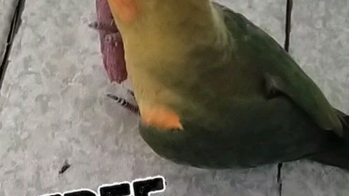 Coco d sunconure