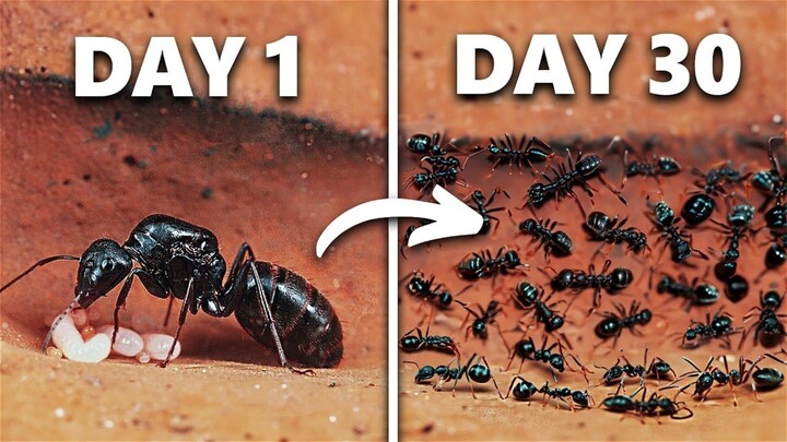 Maine 30 Dinon Tak Ant Colony Simulate Kiya_