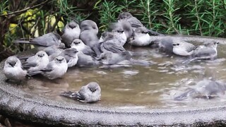 [Bird] Chirp! Chirp, chirp, chirp! Chirp, chirp, chirp—chirp!