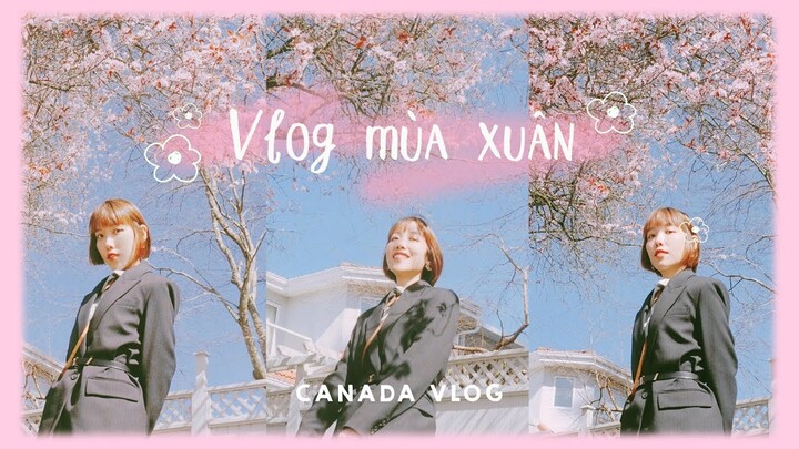 Du học Canada 🇨🇦 | Ngắm hoa anh đào ở Vancouver 🌸 | Canada vlog