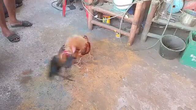 4 months old bantam vs 3 years old bantam 3x winner..spar lang