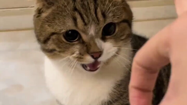 You little brat, you think I can’t stand up to you?