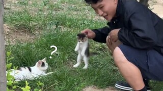 Mẹ Mèo: "Không, con thực sự đã ăn cắp nó ngay trước mặt mẹ sao?"