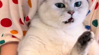 The evil silver tabby is freaking out because he thinks his feet stink.