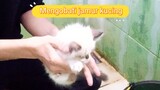 Mandiin kucing, mengatasi jamur pada kucing 🍄