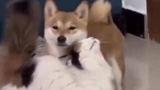 Sigma Dog will not fall into Cat's trap