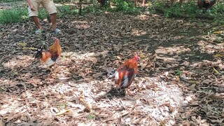 Sabaw² ulit 🐓