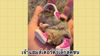 เพื่อนตัวน้อย สัตว์เลี้ยงแสนซน : เจ้าแฮมส์เตอร์ตัวเล็กสุดซน