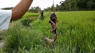 Rice Fields in Bohol Philippines