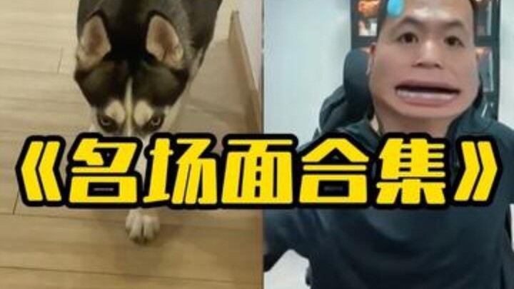 Pan Hongjian's Dogs: Collection of Epic Moments