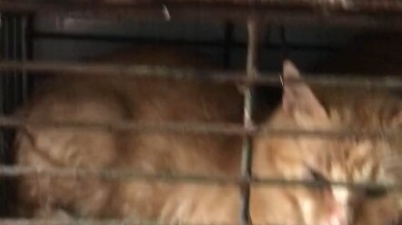 Orang pas putus cinta paling banter nangis tiga hari, dibandingin sama kucing yang bakal jadi santap