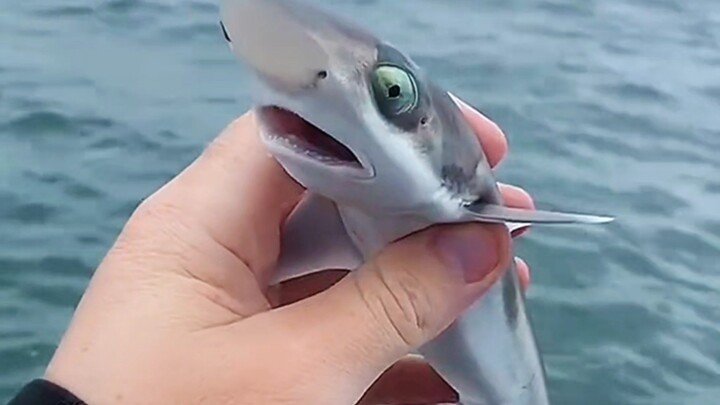 What Kind of Baby Animal Is This?