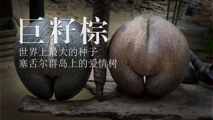Benih tumbuhan terbesar dan terberat di dunia!
