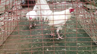 Materials for Breeding season Pure White kelso Class A Biboy Enriquez Line