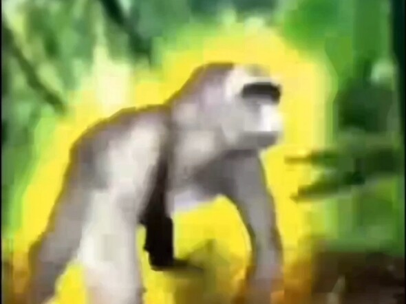 Video kocak gorila dan pisang yang bikin ketawa ngakak🤓, kalau nonton sampai habis tapi nggak nangis