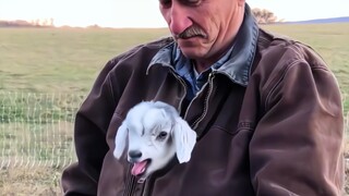“饲养员和小羊羔的可爱瞬间”