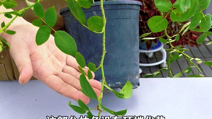 Methods to promote the growth of new shoots in roses
