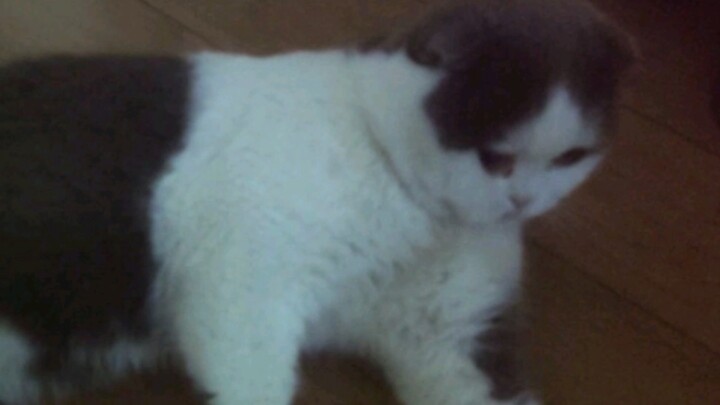 A native-speaking uploader today covered the song "Antifragile" while singing to a cat.