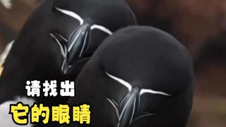 那些长相有点奇特的动物们！