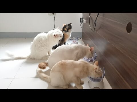 Cat Elevated bowl from shopee|| Clowder zone