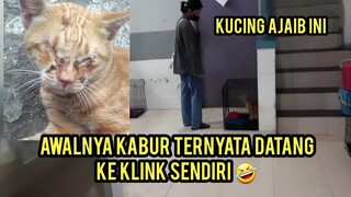 Aneh Tapi Nyata Kucing Ini Datang Ke Klinik Hewan Sendiri Untuk Minta Tolong..!