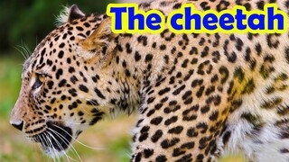 Bé tập nói tiếng anh | Con Báo | Baby practice speaking English | The cheetah