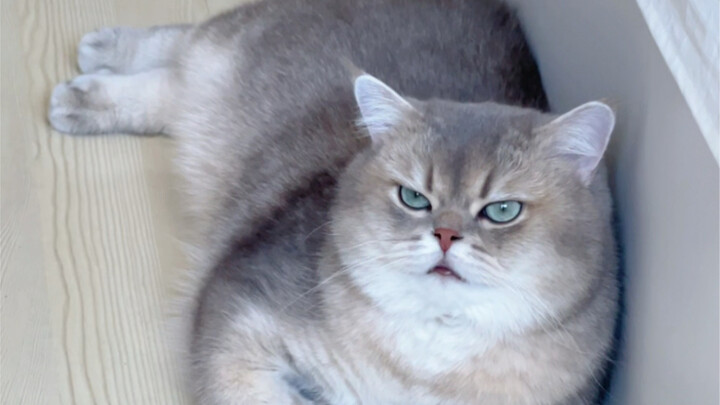 I really don’t want to admit this is the pig I raised: obese and utterly disdainful.