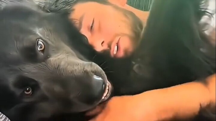 How straightforward is a puppy's love?