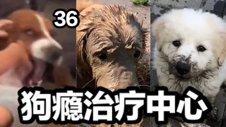 Pusat Perawatan Kecanduan Anjing (Episode ke-36)